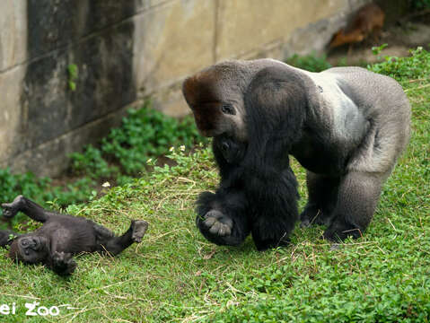 金剛猩猩父子戶外一起玩耍（詹德川攝）(圖片來源：臺北市立動物園)