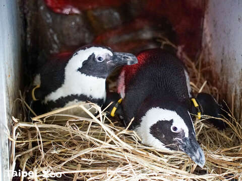 跟著黑腳企鵝爸爸一起來孵蛋吧(圖片來源：臺北市立動物園)