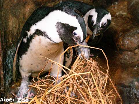 黑腳企鵝叼巢材(圖片來源：臺北市立動物園)