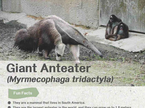 Great Anteater 大食蟻獸的雙語學習(圖片來源：臺北市立動物園)