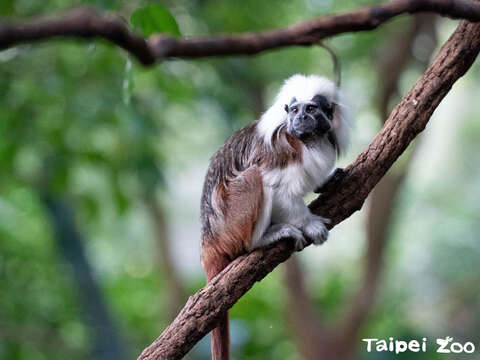 Cotton-top tamarin棉頭絹猴在穿山甲館裡跳躍移動(圖片來源：臺北市立動物園)