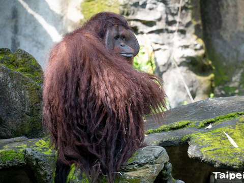 Orangutan森林裡的人紅毛猩猩(圖片來源：臺北市立動物園)