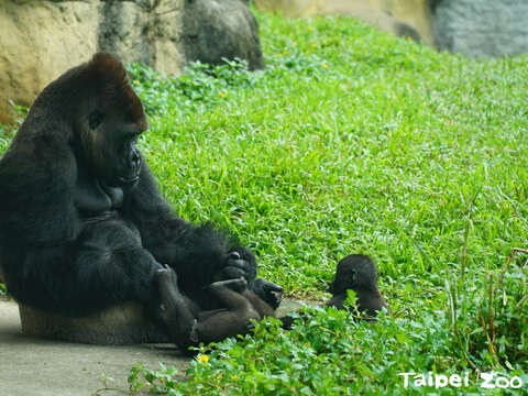 Gorila是溫柔巨人金剛猩猩(圖片來源：臺北市立動物園)