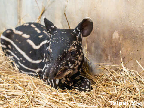 貘寶寶在媽媽不在的時候會自己安靜待在一旁(圖片來源：臺北市立動物園)