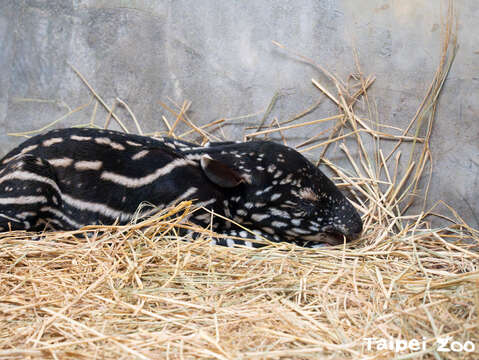 貘寶寶多睡覺才會一暝大一寸(圖片來源：臺北市立動物園)