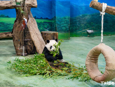麻布袋向來是動物行豐的好資材(圖片來源：臺北市立動物園)
