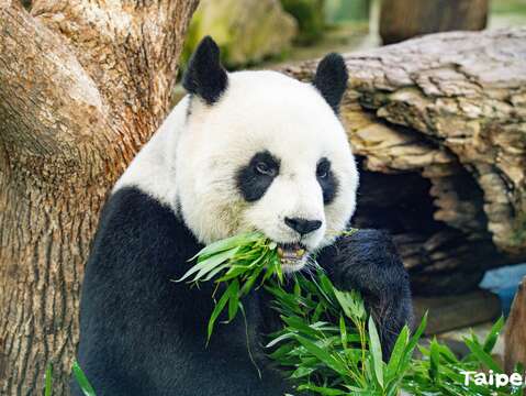 牙齒保健是大貓熊日後照護的重點工作(圖片來源：臺北市立動物園)