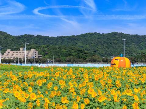 Đợt hoa hướng dương đầu tiên nở rộ ở Công viên ven sông Đại Giai - TP. Đài Bắc