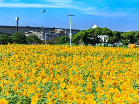 Đợt hoa hướng dương đầu tiên nở rộ ở Công viên ven sông Đại Giai - TP. Đài Bắc