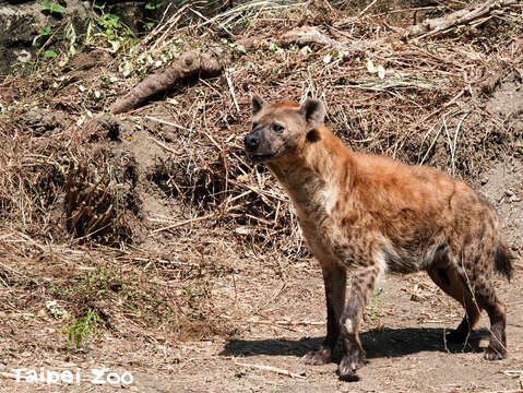 斑點鬣狗「小白」探索新戶外活動場(圖片來源：臺北市立動物園)