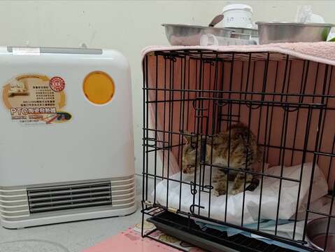 年幼的小貓喜歡暖暖的熱氣(圖片來源：臺北市動物保護處)