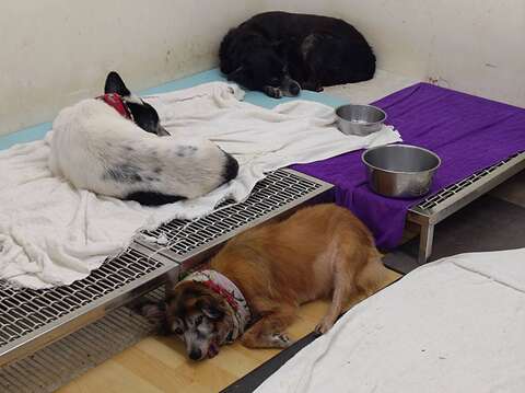 狗兒們尋找屬於自己舒適的角落(圖片來源：臺北市動物保護處)