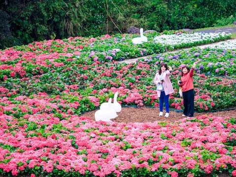 Biển hoa cẩm tú cầu ở Nội Hồ, đẹp như tiên cảnh