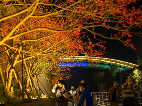 P53_1_內溝溪櫻花步道舉辦的夜櫻點燈活動，氛圍浪漫。@台北工務局
