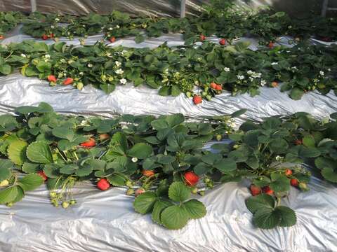 莓園草莓成熟轉紅示意圖(圖片來源：臺北市政府工務局大地工程處)
