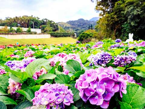 Celebrate the New Year at an Enchanting Destination Be Mesmerized by a Sea of Hydrangeas in Neihu District