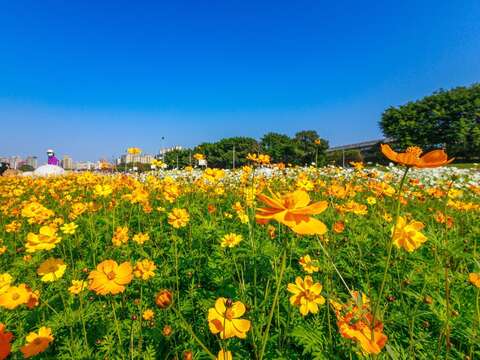 Yellow cosmos are a key highlight in the cosmos sea of flowers