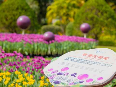 透過紫色系鬱金香與圓形球燈打造出的葡萄花園，代表西班牙的新年習俗12個幸運葡萄(圖片來源：臺北市政府工務局公園路燈工程管理處)