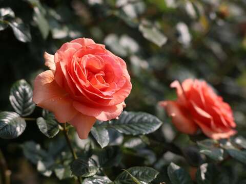 《2024臺北玫瑰展》將在本周開展，本次活動主題為「玫園藝事」。(圖片來源：臺北市政府工務局公園路燈工程管理處)