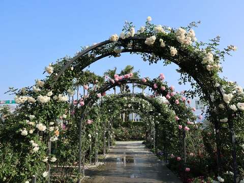 五彩玫瑰園的拱門廊道，常為新人取景的地點。(圖片來源：臺北市政府工務局公園路燈工程管理處)