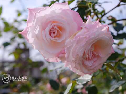 春のお出かけは　台北バラ展