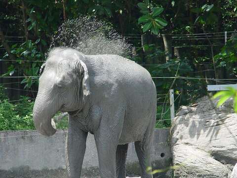 大象泥巴浴消暑防曬