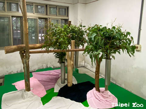 低矮的棲架和地面鋪滿軟墊、毛巾是保育員的用心體貼(圖片來源：臺北市立動物園)