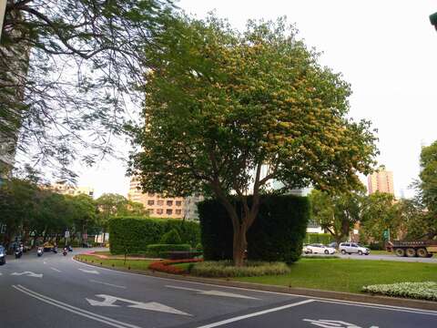 民國96年種植加羅林魚木已長成大樹並成為城市特色風景(圖片來源：臺北市政府工務局公園路燈工程管理處)