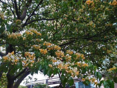 加羅林魚木花期為每年4月份，花生長於帶葉枝條的先端，白色後轉變為淡黃色或橘黃色，因此有著不同顏色層次美感(圖片來源：臺北市政府工務局公園路燈工程管理處)