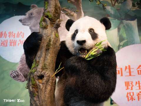 身為保育代言人的動物們，包括大貓熊團團也率先現身。(圖片來源：臺北市立動物園)