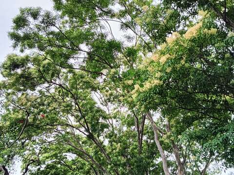 「光臘樹」花黃白色，有明顯的圓錐狀花序。(圖片來源：臺北市政府工務局公園路燈工程管理處)