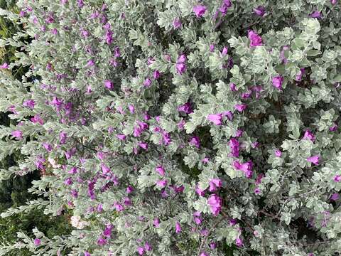 「玉芙蓉」特殊銀灰色的葉片，將深紫色花朵襯托地更為嬌豔。(圖片來源：臺北市政府工務局公園路燈工程管理處)