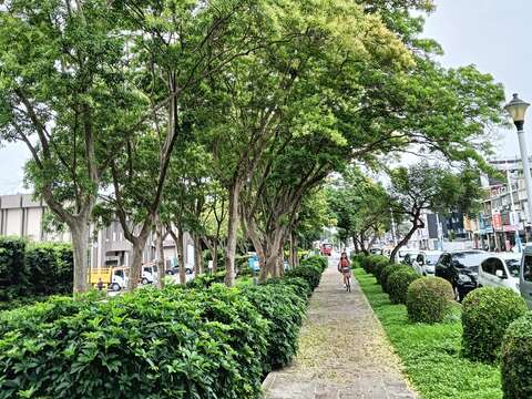 「光臘樹」優雅的樹型也是行道樹最佳選擇。(圖片來源：臺北市政府工務局公園路燈工程管理處)