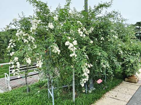 「雪天鵝」四季盛放，重瓣平開型迷你白玫瑰。(圖片來源：臺北市政府工務局公園路燈工程管理處)