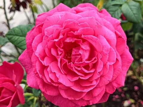 來自德國的「歌德玫瑰」具有微波浪花瓣，是古典多重瓣的呈現。(圖片來源：臺北市政府工務局公園路燈工程管理處)