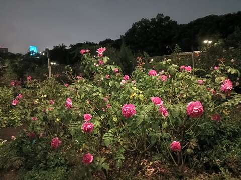 臺北玫瑰園在夜色下，花朵更顯嬌美，園區內瀰漫浪漫的氛圍。(圖片來源：臺北市政府工務局公園路燈工程管理處)