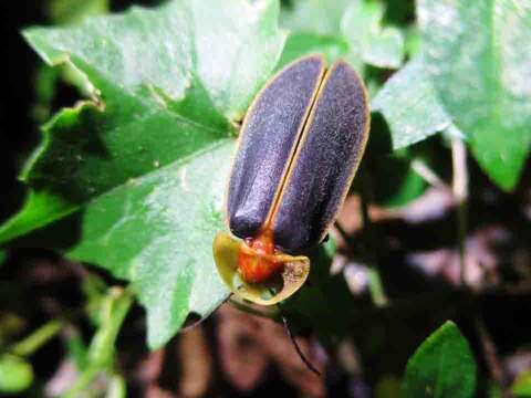 黃緣螢為臺灣三種水生螢火蟲中最常見的品種。（照片由臺灣.jpg