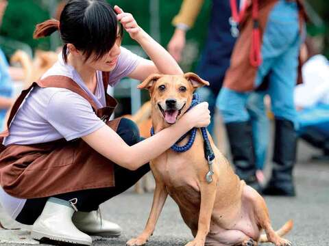 台北市內湖動物之家志工悉心照顧還沒找到家的流浪動物。（圖／台北市動物保護處提供）