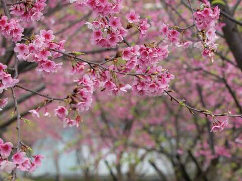 因為有志工與居民捲起衣袖種植櫻花，讓樂活公園成為追櫻勝地。（潘俊霖攝）
