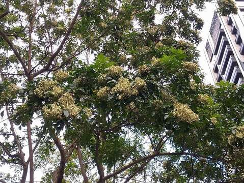 在秋風吹撫下結實累累，換裝成為臺北市街道上美麗風景(圖片來源：臺北市政府工務局公園路燈工程管理處)