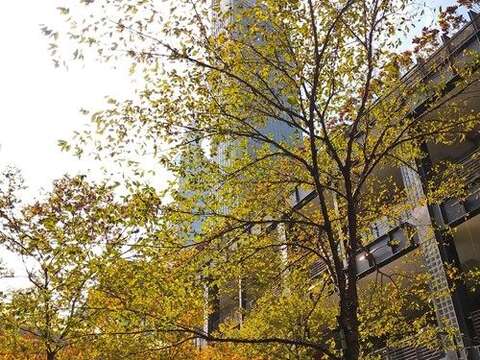 葉子在季節變化中悄然變色(圖片來源：臺北市政府工務局公園路燈工程管理處)