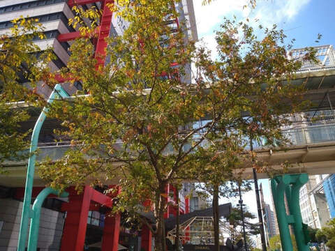 香堤大道廣場上直挺又多變的櫸木行道樹更為場所帶來景觀昇華(圖片來源：臺北市政府工務局公園路燈工程管理處)