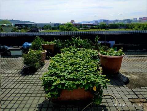 綠屋頂使用土壤改良劑種植出的茂盛地瓜葉。(圖片來源：臺北市政府工務局公園路燈工程管理處)