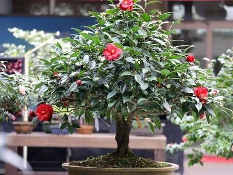 精美的茶花盆景，展示園藝的技藝與茶花的自然魅力。(圖片來源：臺北市政府工務局公園路燈工程管理處)