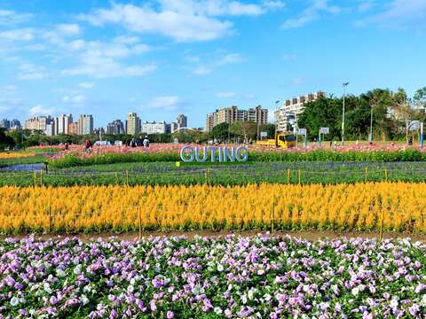 黃色系火焰雞冠花，似一道金色波浪貫穿花田(圖片來源：臺北市政府工務局水利工程處)