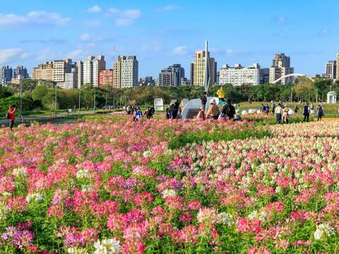 古亭醉蝶花海營造粉色浪漫(圖片來源：臺北市政府工務局水利工程處)