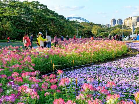 以數十萬盆粉、淺紫、白色系草花營造粉色浪漫(圖片來源：臺北市政府工務局水利工程處)