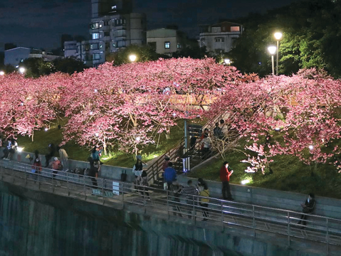 樂活夜櫻季P42-44_城市指南_春遊台北繁花盛宴 -2@台北市工務局公園路燈工程管理處