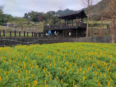 魯冰花花海(圖片來源：臺北市政府工務局大地工程處)