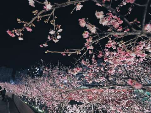 樂活公園夜櫻(圖片來源：臺北市政府工務局公園路燈工程管理處)